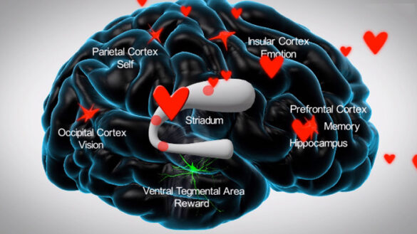 What Happens In The Brain When You Fall In Love?