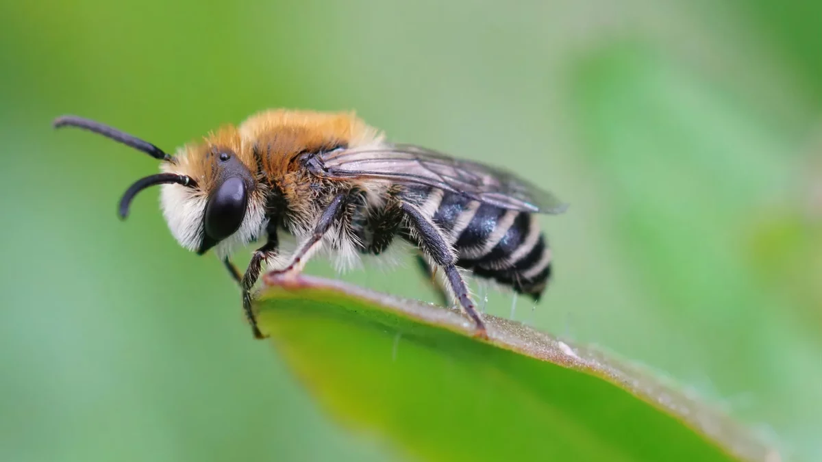 Bees – Please hold them tenderly for our next meal!